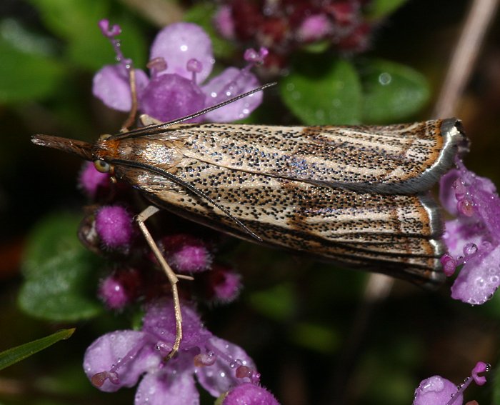 (Thisanotia chrysonuchella)