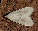 Mhrenznsler (Sitochroa palealis) [1935 views]