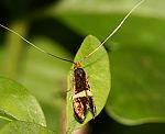 (Adela croesella)<br> Langhornmotten (Adelidae) [2904 views]