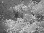 Infrarot Aufnahme 1 [1898 views]