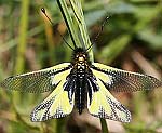 Libellen-Schmetterlingshaft (Libelloides coccajus) [2324 views]