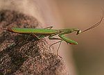 Europische Gottesanbeterin (Mantis religiosa) [2212 views]