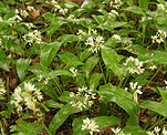 Brlauch (Allium Ursinum) [4056 views]