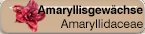 Amaryllidaceae