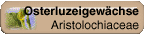 Aristolochiaceae