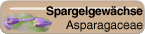 Asparagaceae
