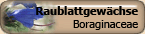 Boraginaceae