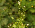 Knoblauchsrauke (Alliaria petiolata) [4374 views]