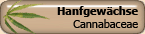 Cannabaceae