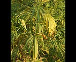 Hanf (Cannabis sativa) [3774 views]