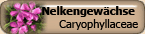 Caryophyllaceae