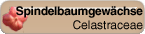 Celastraceae