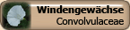 Convolvulaceae