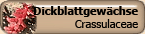 Crassulaceae