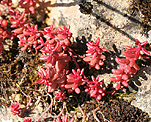 Mauerpfeffer (Sedum spurium), Roter- [4240 views]