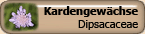 Dipsacaceae