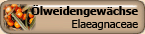 Elaeagnaceae