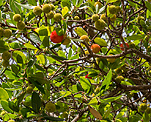 Erdbeerbaum (Arbutus unedo) [1209 views]