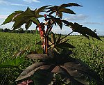 Wunderbaum (Ricinus communis) Ricinus [3599 views]