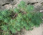 Zypressen-Wolfsmilch (Euphorbia cyparissias) [3842 views]