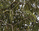 Johannisbrotbaum (Ceratonia siliqua) [1215 views]