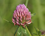 Rotklee (Trifolium pratense) [3787 views]