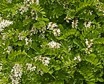 Gewhnliche Robinie (Robinia pseudoacacia) [3233 views]