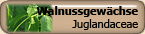 Juglandaceae