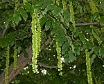 Kaukasische Flgelnuss (Pterocarya fraxinifolia) [4913 views]