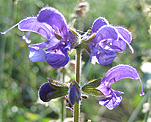 Wiesensalbei (Salvia pratensis) [4118 views]