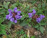 Braunelle (Prunella vulgaris) [3315 views]