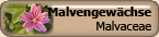 Malvaceae