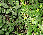 Liguster (Ligustrum vulgare) [3493 views]