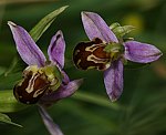 Bienen-Ragwurz (Ophrys apifera) [3106 views]
