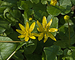 Scharbockskraut (Ranunculus ficaria) [1893 views]
