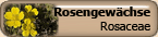 Rosaceae