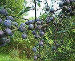 Schlehe (Prunus spinosa) [4049 views]