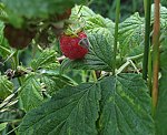 Himbeere (Rubus ideaus) [3411 views]