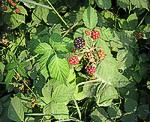 Brombeere (Rubus fruticosus) [3627 views]