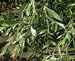 Weide (Salix viminalis), Korb- [4284 views]