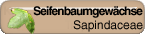 Sapindaceae