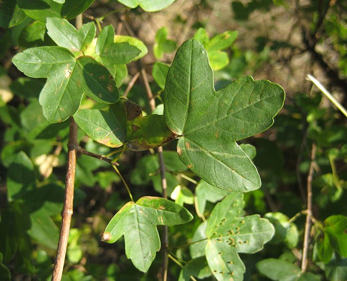 Franzsischer Ahorn (Acer monspessulanum)