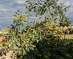 Blaugrner Tabak (Nicotiana glauca) [1280 views]