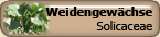 Solicaceae