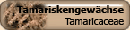 Tamaricaceae