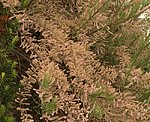 Tamariske (Tamarix parviflora) Frhlings- [3408 views]