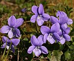Raues Veilchen (Viola hirta) [5873 views]