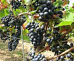 Weinrebe (Vitis vinifera) [3576 views]