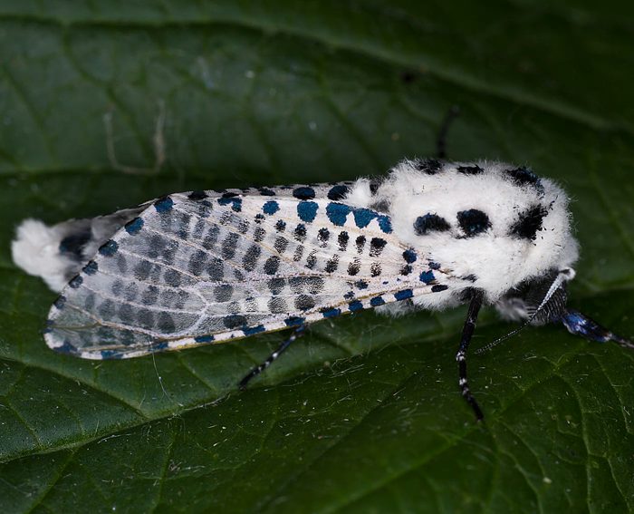 Blausieb (Zeuzera pyrina) Blausieb (Zeuzera pyrina)