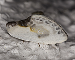 Weißer Sichelflügler (Cilix glaucata) [722 views]